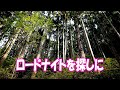 ロードナイトを探しに