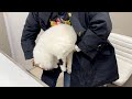 【病院シリーズ】注射が怖すぎて母のコートに潜り込んで石化する猫