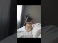 #котсимба #британец #золотаяшиншилла