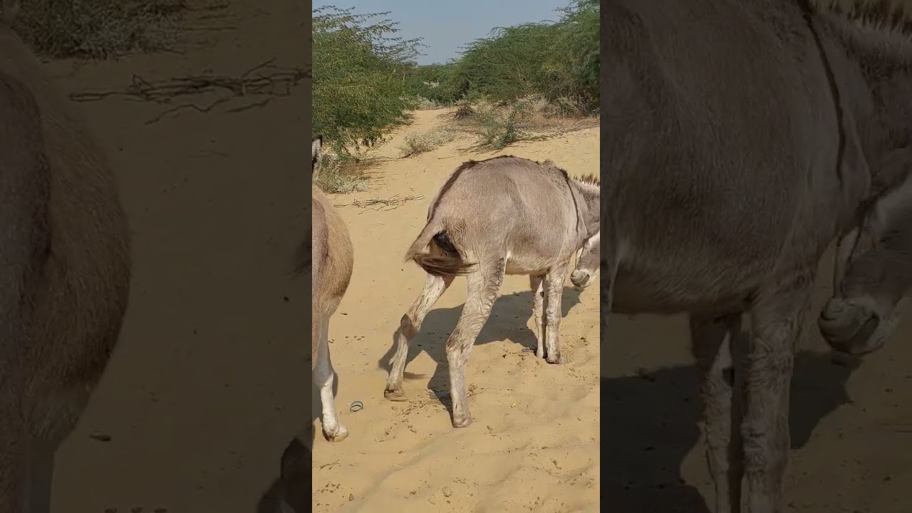 Donkeys Ghadha Ytshorts