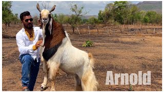 Arnold - The Most Beautiful Kota at MD Goat Farm