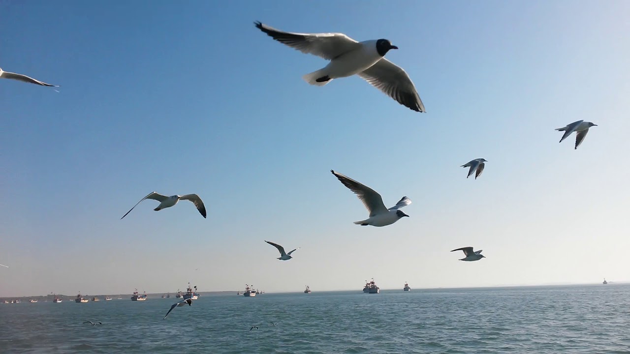 Bet Dwarka Bird Flying Above Boat Youtube