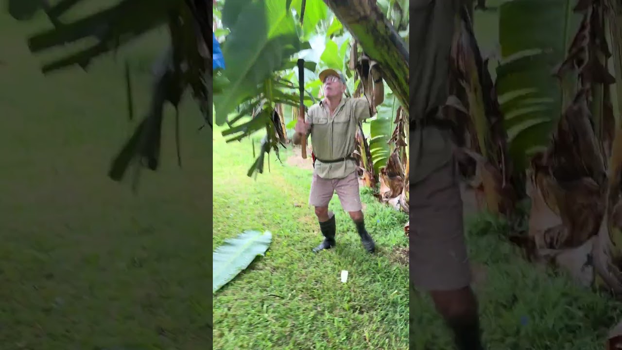 Gold Finger Banana trees! Fast producer of big tasty fruit 🍌