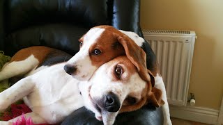 Puppy and dog became best friends: Best dog story ever