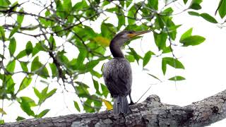 Neotropic Cormorant, The Most Beautiful Birds Of Costa Rica