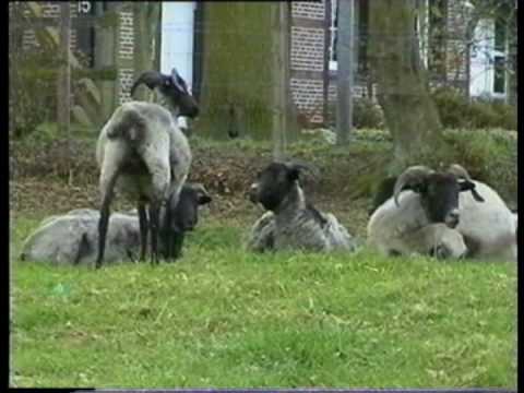 Heidschnucken (Schafe) in Bassen bei Oyten (2001)