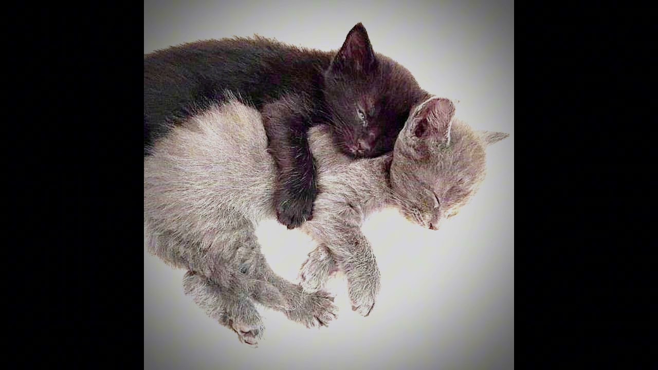 anything - Adrianne Lenker (sped up)