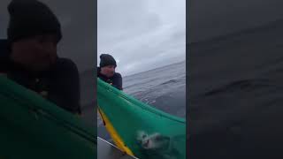 Download Lagu fisher man caught a big fish 🐠🐟#fish #foryou #viral #fishing  #shorts #viralupdate #getviral #mrfish MP3