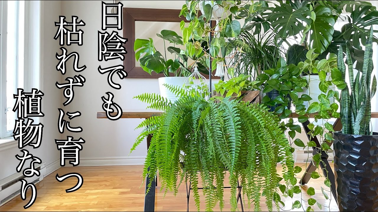 耐陰 性 観葉 植物