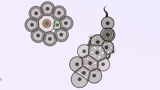 Cell Lab- Egg