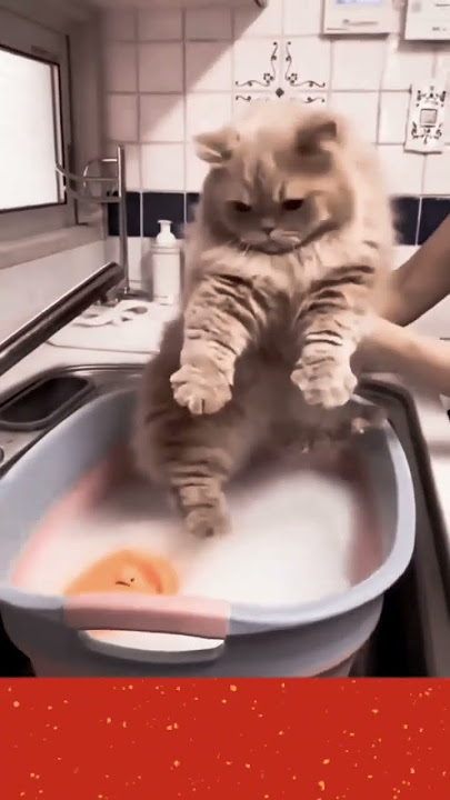 Malas Mandi #shortvideo #catlover