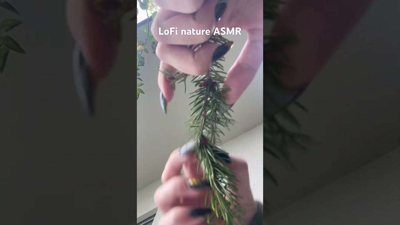 Crisp nature sounds🫶