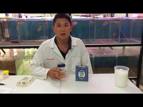 Vídeo: Fish Aquarium PH - Síndrome De Tancs Antics