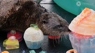 Happy 9th Birthday to Sheldon the River Otter!