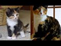 Kittens Growing Up Time Lapse: 5 Years In 5 Minutes