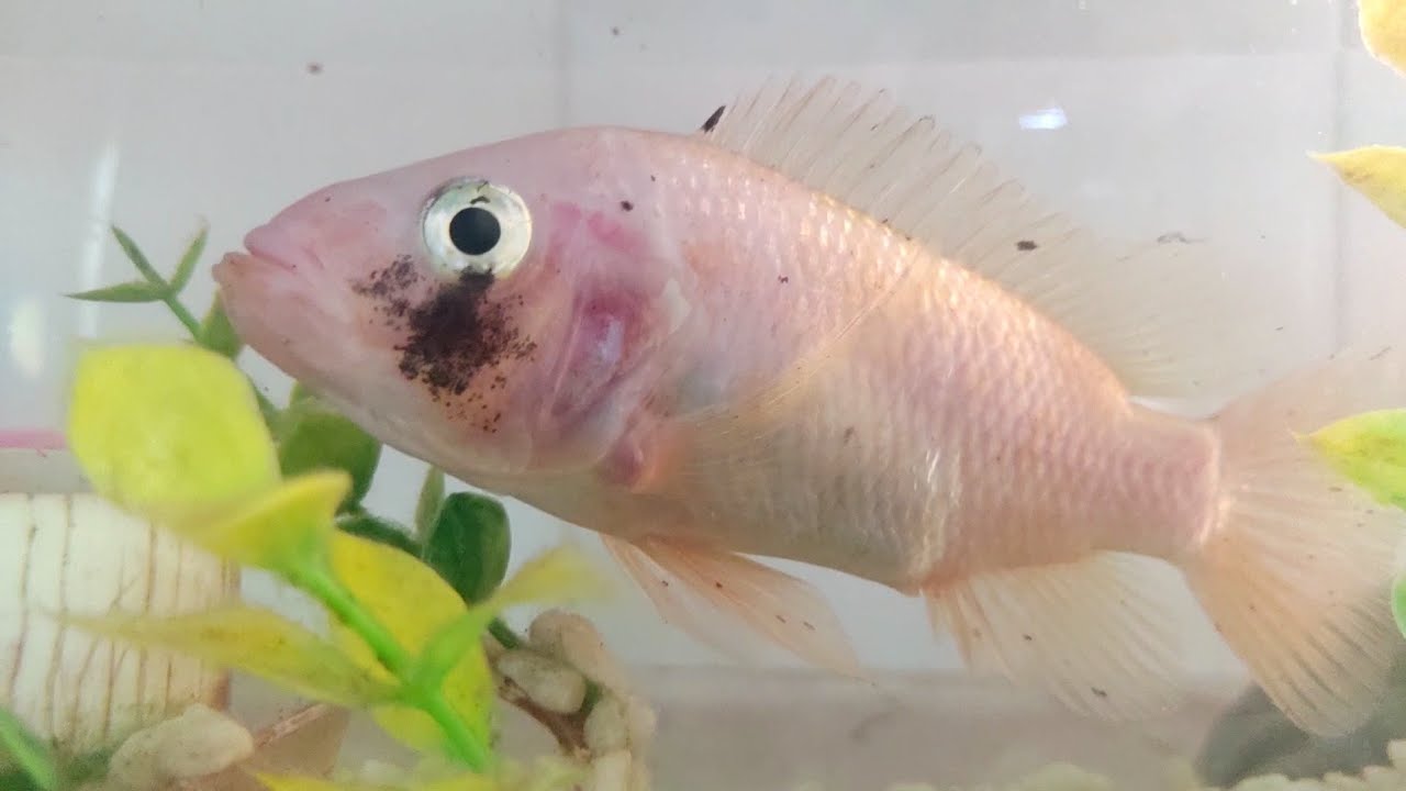 Tilápia Vermelha (Saint Peter), em aquário. YouTube