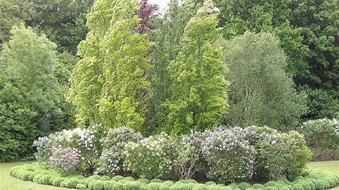 Delta Ophiuchi Waltz - Kollega Pastor