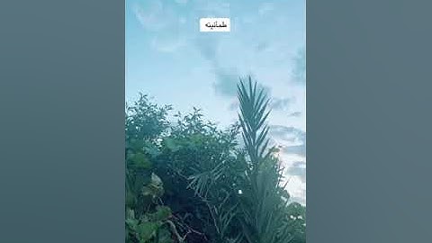 سورة فصلت الآية 40🤍تلاوة  خاشعة 🍃💐🌷 إن الذين يلحدون في اياتنا لا يخفون علينا افمن يلقى في النار خير