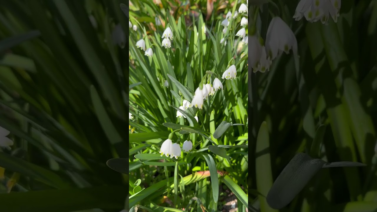 Snowdrop flowers 