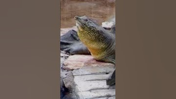 Yangtze soft shell turtle #awearness #turtle #reptile #tiktok #shorts