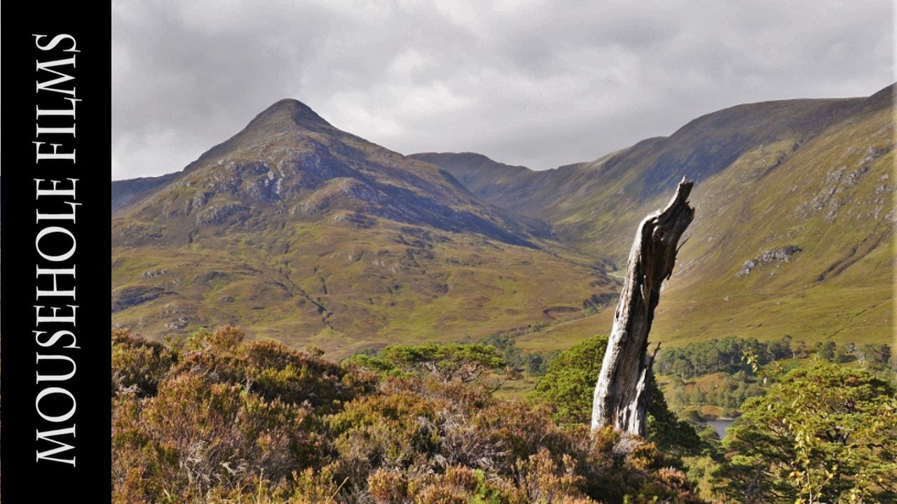 Trees for Life - A Volunteer's Perspective