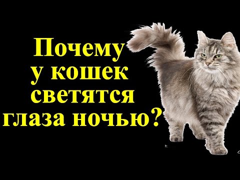 Почему у кошек светятся глаза ночью