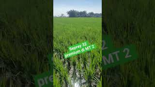 sepray padi 32 premium di mt 2