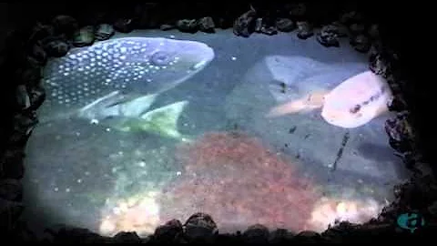 Swimming Upstream | O Cinema