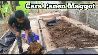 Download lagu 300 kg sehari panen oleh 1 ORANG, cara panen manual MAGGOT yang EFISIEN