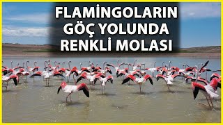 Tuz Gölüne Göç Eden Flaminarın Renkli Yolculuğu