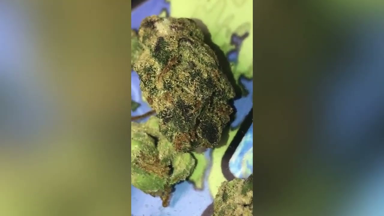 Gaschatta Strain ( Smk Brk 420 )