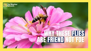 It’s Not a Bee or a Wasp, Why This Cute Bug Is Good To Have Around