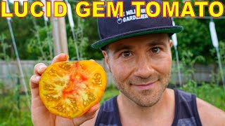 Finally! A BEAUTIFUL Tomato That Likes Hot Humid Weather!