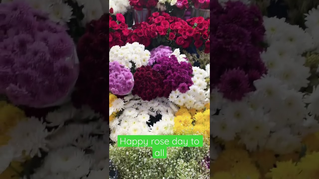 Happy rose day to all 