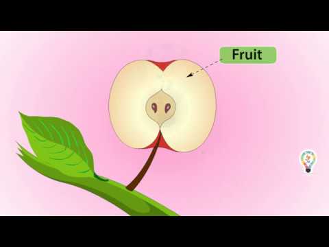 Fruits and seed Formation of a Pollinated plant | Full explanation For kids
