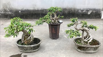 Sanh hoàn thiện một người bê nặng. Giao lưu 1/12_0825780998