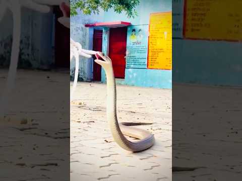 Bhaiya ne pakda saap 🤯ghar <strong>ICC</strong> Women's T20 World Cup 2026 | #comedy #funny #shorts #ytshorts