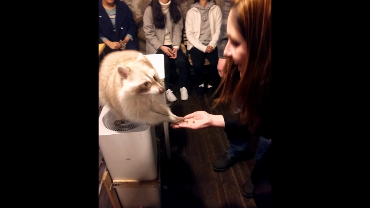 Blind Alley Raccoon Cafe Seoul Korea (Toronto Seoulcialite vlog #1)