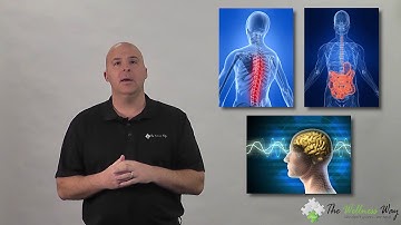 Lactate Dehydrogenase (LDH) | The Wellness Way Lab Series