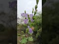 Strobilanthes cordifolia