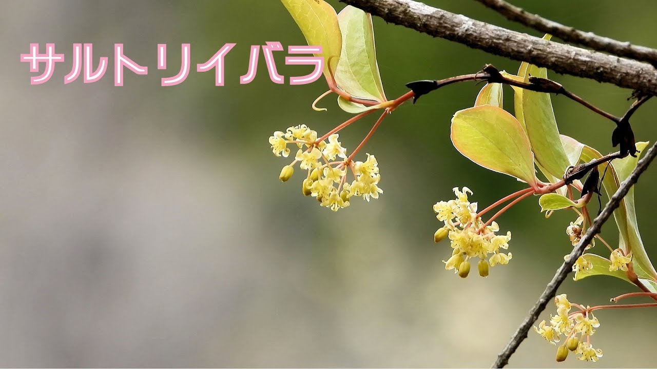 山野草 春編 92 サルトリイバラ Youtube