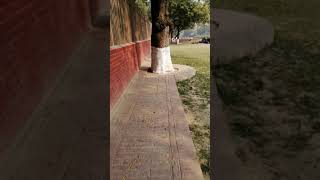 Sarnath 2