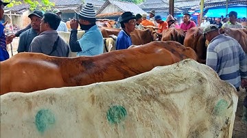 HUJAN DERAS‼️pasar sapi Jawa tengah hujan Deras Harga Sapi anjlok parah  Dimusim wabah PmK