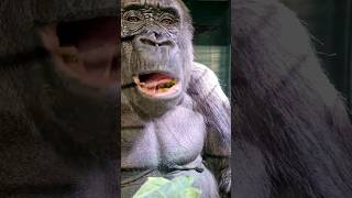 Do You Eat The Cauliflower Leaves Too? #Gorilla #Eating #Asmr #Satisfying