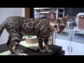 ベンガル猫のベン　腹減った～～　Hungry Bengal Kitten