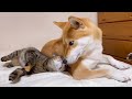 柴犬が帰宅すると凄く嬉しそうに側に近づく猫♥