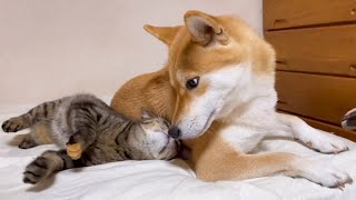 柴犬が帰宅すると凄く嬉しそうに側に近づく猫♥