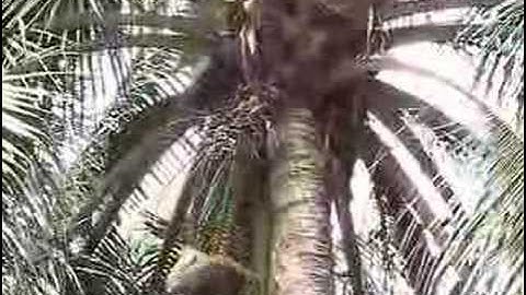 Monkey Show Koh Samui Island Thailand