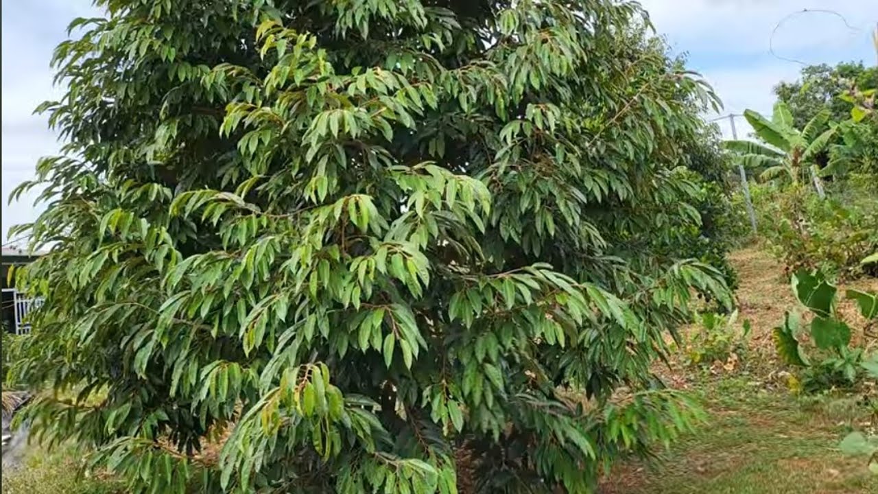 LÝ THUYẾT DỐT: CÓ PHẢI CẮT LÁ, CẮT CÀNH ĐỂ CÂY ĐỠ TỐN DINH DƯỠNG ? 0918 456 457- 0375 456 457