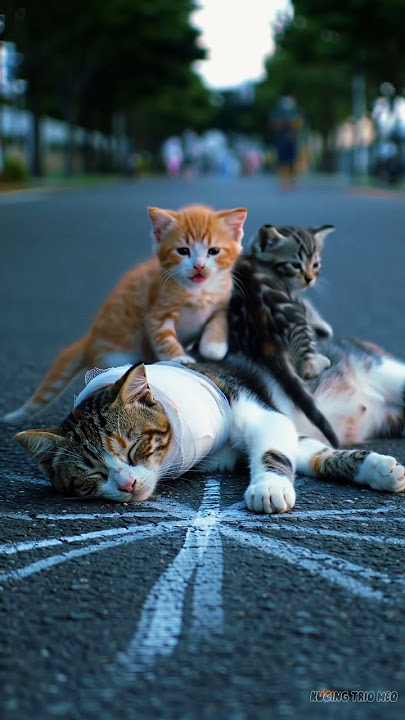 Meow, the kitten cries sadly for its mother to be rescued #cat #meow #meong